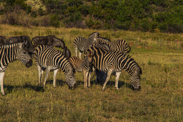 Fototapeta na wymiar Zebra in South Africa 