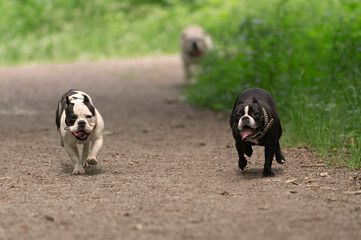 Rennende Shorty Bulls auf dem Waldweg