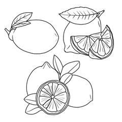 Vector drawing Illustration Hand drawn ink sketch of Lemon Fruit, Half Peeled, whole and sliced line art isolated on white background. Education and school kids coloring page, printable, activity