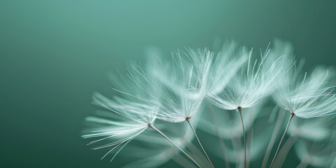 Serene Dandelion Seeds Adrift on a Tranquil Green Background