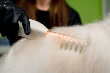 close up in the grooming salon small white spitz is washed by a groomer micro current procedure