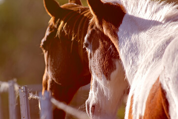 Two horses on property fenceline, turned away in late afternoon light, in profile, closeup, golden...