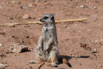 Fototapeta premium Meerkat
