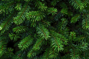 Detail of lush green fir branch