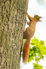 european brown squirrel climbs up a tree