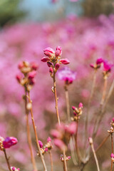 Azalea flowers and buds are blooming