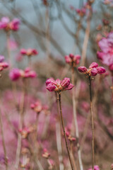 Azalea flowers and buds are blooming
