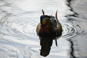 Eine Ente schwimmt in einem See, ein Vogel in seiner Natur, Ein Tier im Park - obrazy, fototapety, plakaty