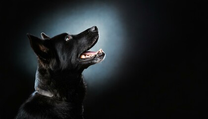 black dog profile portrait heading up, howling at night, isolated on a black background with copyspace area - obrazy, fototapety, plakaty