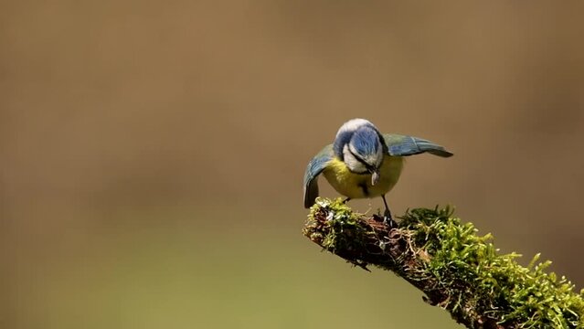 blue tit perched on a branch with a pipe in its beak and flies away, cyanistes caeruleus, passerine bird, paridae