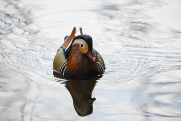 Eine Ente schwimmt in einem See, ein Vogel in seiner Natur, Ein Tier im Park