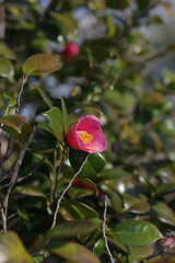 Obraz premium ピンク色の一輪の椿の花