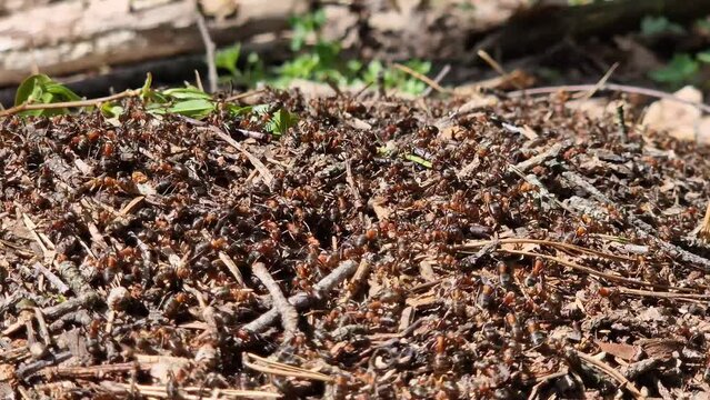 Anthill close-up, spring. Forest worker ants crawl along a large anthill. Ant's nest. The anthill is teeming with ants, selective focus. Insects in a pine forest