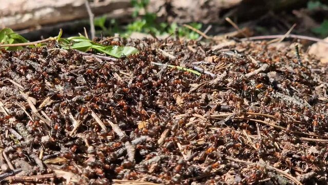 Anthill close-up, spring. Forest worker ants crawl along a large anthill. Ant's nest. The anthill is teeming with ants, selective focus. Insects in a pine forest