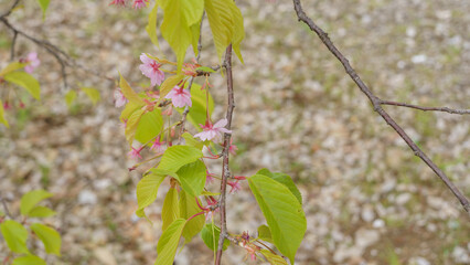 Obraz premium 葉桜｜花びらが散った日本の桜の木