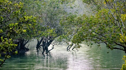 Submerged trees in high tide from the Sunderbans 