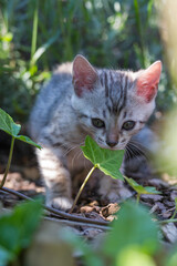 Silbernes Bengal Kätzchen im Garten