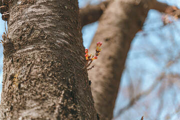 Cherry blossom buds are blooming