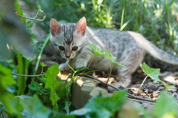 Neugieriges Bengal Kätzchen im Garten