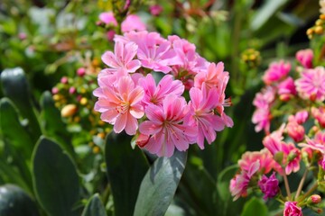 Lewisia cotyledon. Bitterroot.