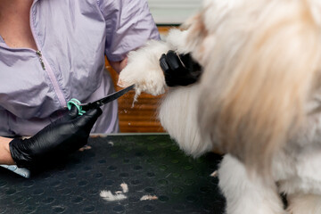 close up in the grooming salon small white Spitz is washed groomer procedure cutting legs
