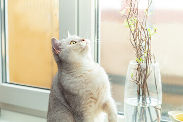 British white cat eats branches with leaves on the windowsill. - 783703930