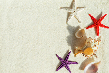 Seashells and colored starfish on the sand. - 783703959