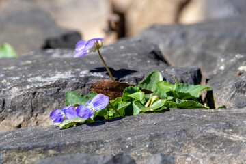 Fototapeta na wymiar spring flowers on the ground