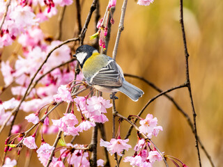 桜にとまるシジュウカラ