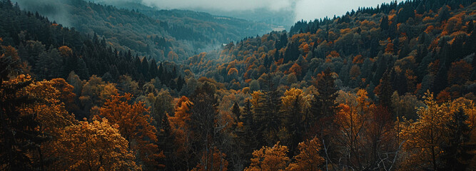 Autumn forest landscape with vibrant fall colors for graphic design