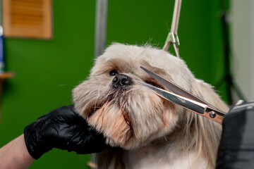close up in a grooming salon small washed white spitz is cut by the groomer cutting his face