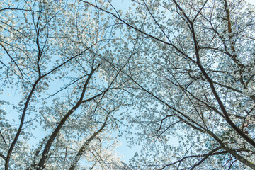 青空の下満開に咲いた桜の花