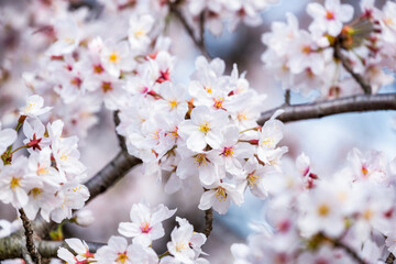 Close up view of cherry blossom in full bloom