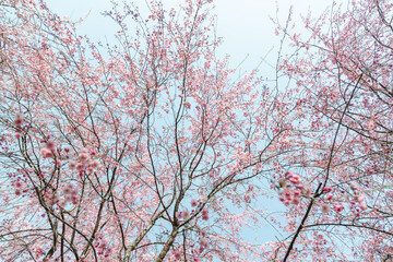 青空の下満開に咲いたしだれ桜の花