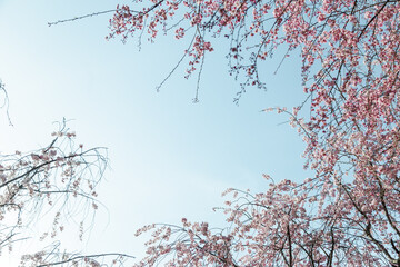 青空の下満開に咲いたしだれ桜の花