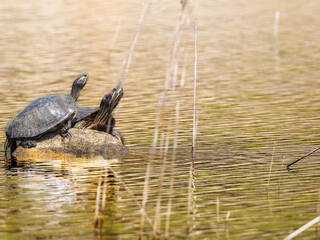 Fototapeta premium 日光浴するアカミミガメ・ミドリガメ・コピースペース
