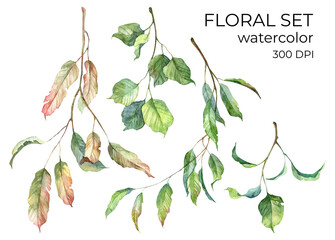 Set of high quality realistic branches with leaves. Spring season botany watercolor illustration on white background. Hand painted leaves and twigs