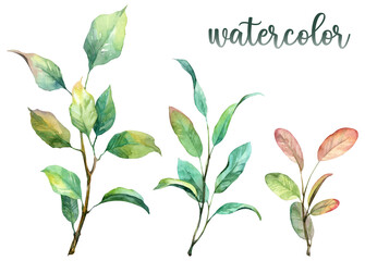 Set of high quality realistic branches with leaves. Spring season botany watercolor illustration on white background. Hand painted leaves and twigs