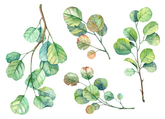 Set of high quality realistic branches with leaves. Spring season botany watercolor illustration on...