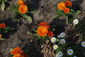 花壇に咲く花びらが重なるオレンジ色の花