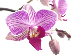 Aphrodite's phalaenopsis: a species of Moth orchids, its botanical name is Phalaenopsis aphrodite.
