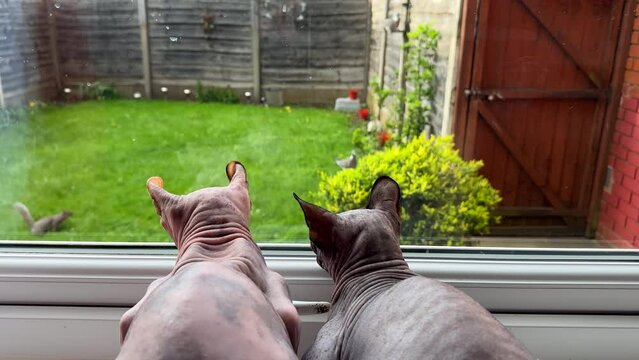 Two sphynx cats watching animals in the garden through window. There are two pigeons and a squirrel, one pigeon on grass and another on bird feeder on fence, focus on cats. Squirrel chases birds away.