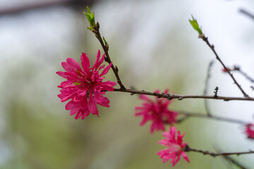 東京港区元赤坂に咲く赤い桃