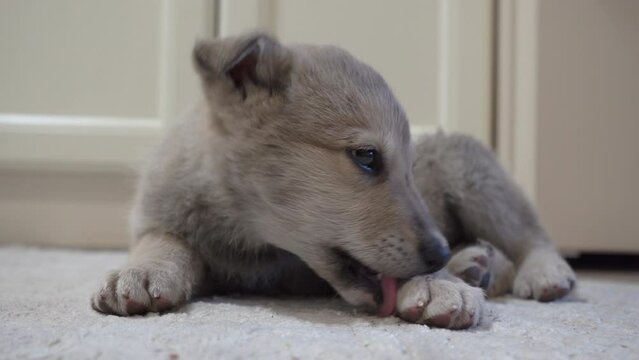puppy licks and bites the paw, little puppy lies in the room and bites his paw lying down, itchy paw in dogs, dog with fleas