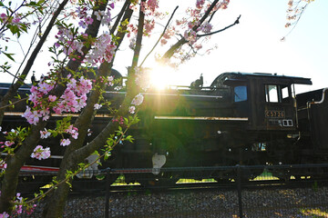 桜の木とC57型蒸気機関車