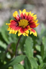 Close-up shot of a single, bright red and yellow flower in mid day sun with a green background.