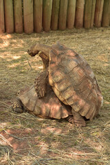 Fornicating Spurred Tortoises in the Spring Time