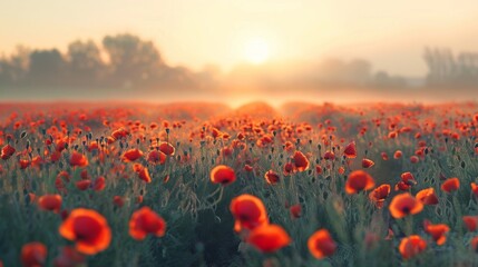 field of poppies at sunrise, beautiful summer landscape with red flowers in meadow