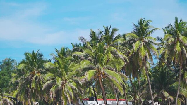 Green coconut trees on blue sky background. View of palm trees against sky. Beach on the tropical island. Dream summer holiday. Nature travel background with copy space.