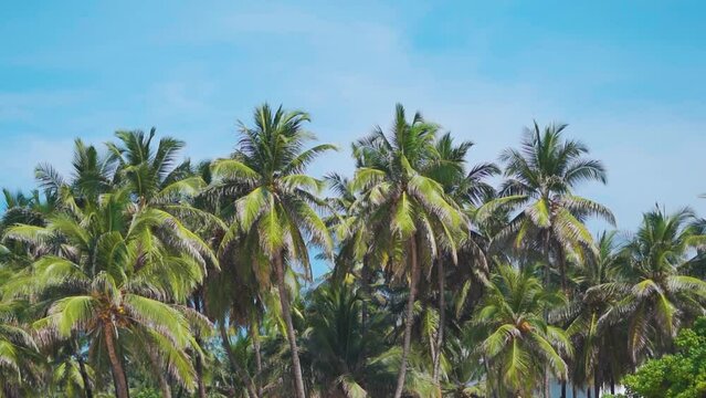 Green palm tree on blue sky background. View of palm trees against sky. Beach on the tropical island. Coconut trees at Agatti Island, Lakshadweep, India. Summer vacation background with copy space. 